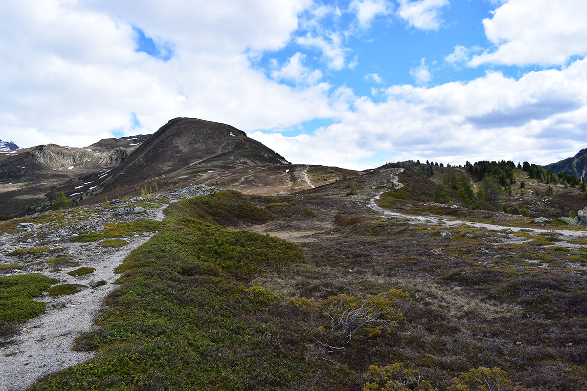 Alla Malga di Montassilone via Cima Gallina