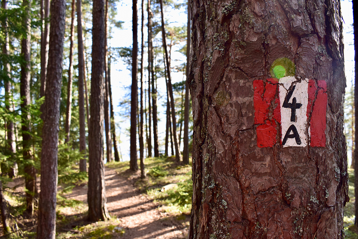 Nel cuore di boschi dall’atmosfera mistica 